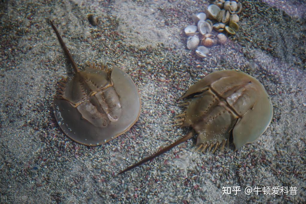 鱟是什麼動物它的血液為什麼是藍色的