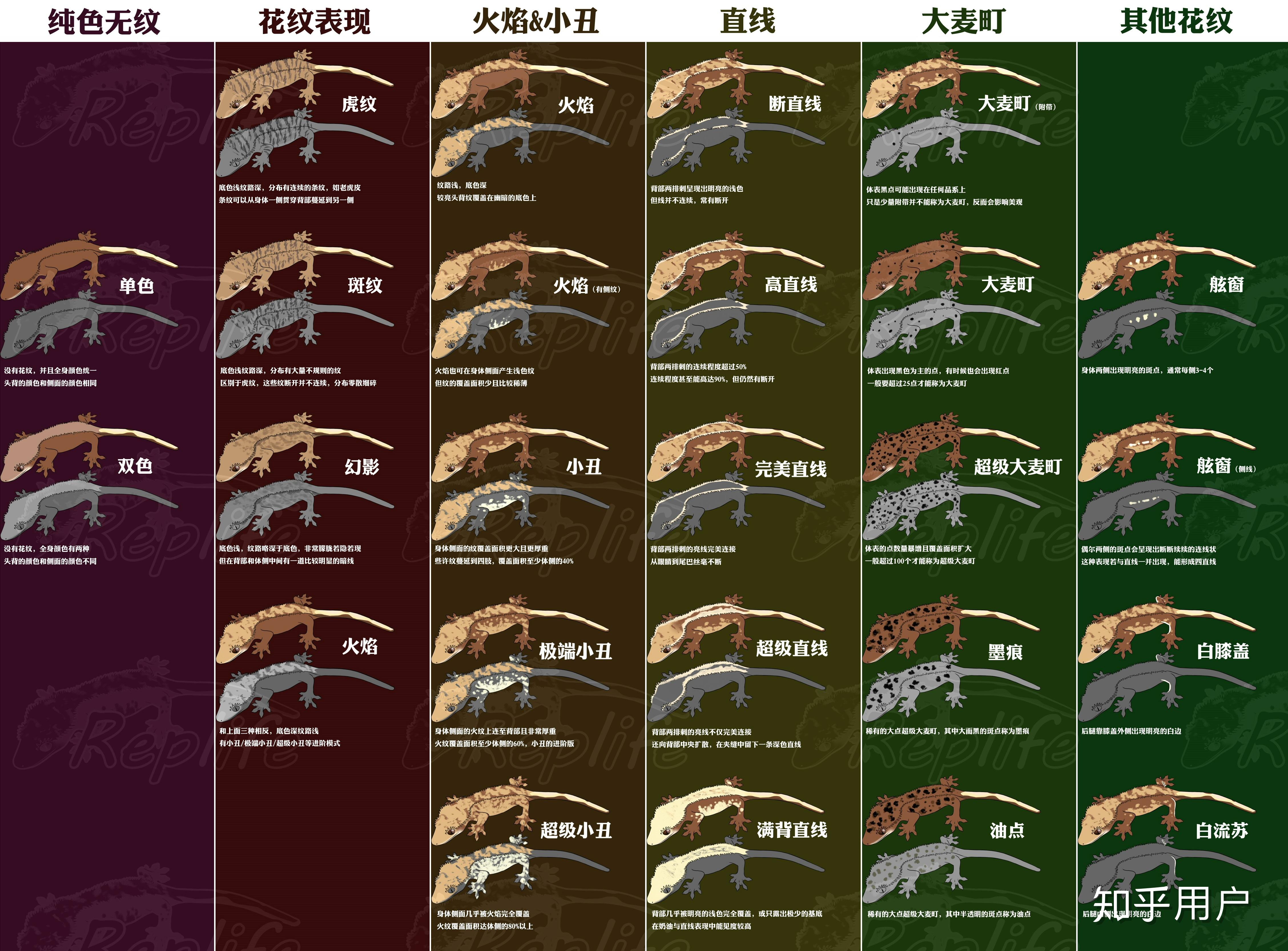 爬宠睫角守宫应如何饲养? - 知乎