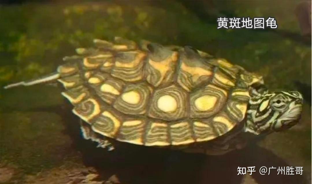 地图龟是龟界的哈士奇,也是适合新手饲养的观赏龟,地图龟有13种 - 知乎