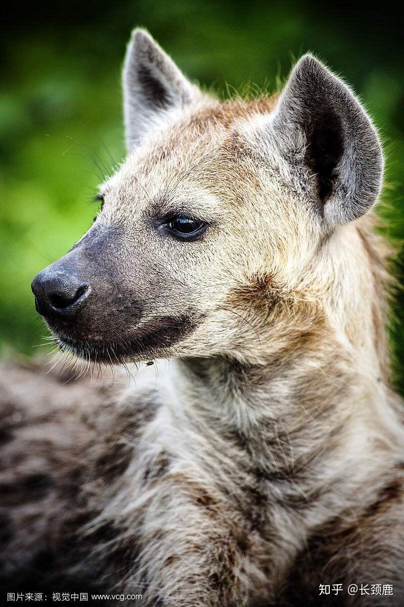 为什么鬣狗在所有动画片里都是反面角色? - 知乎