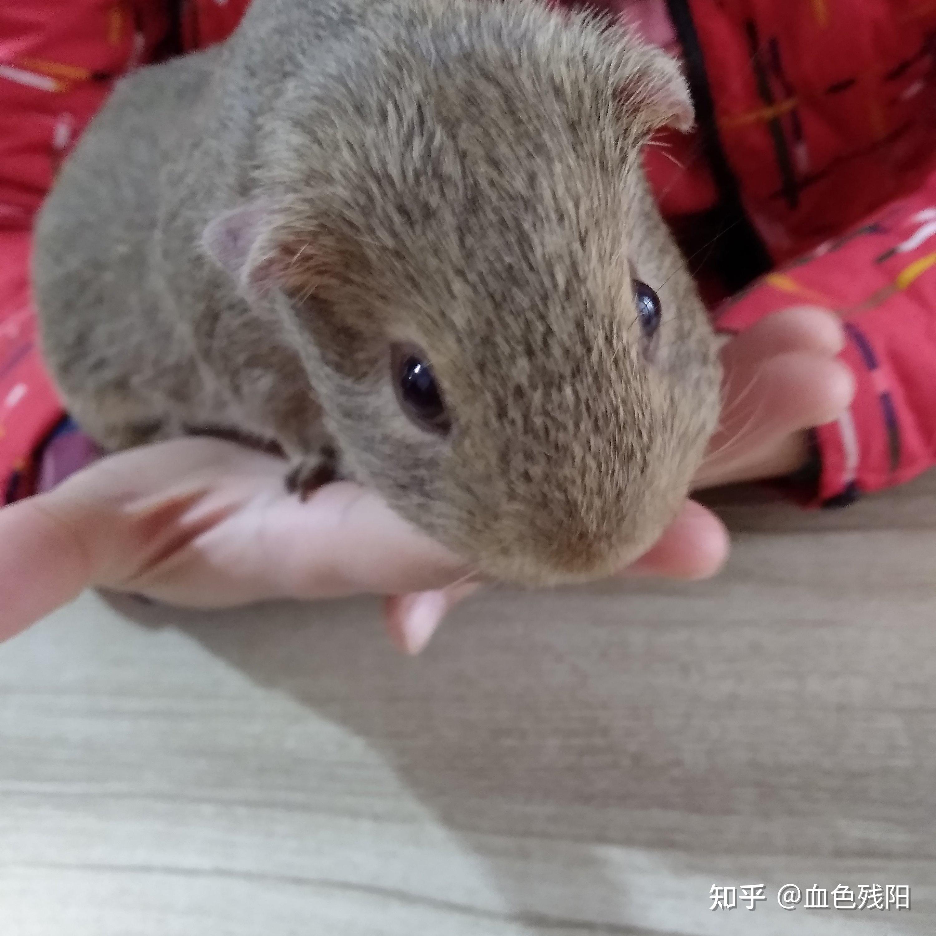 有那些异宠适合新手饲养?