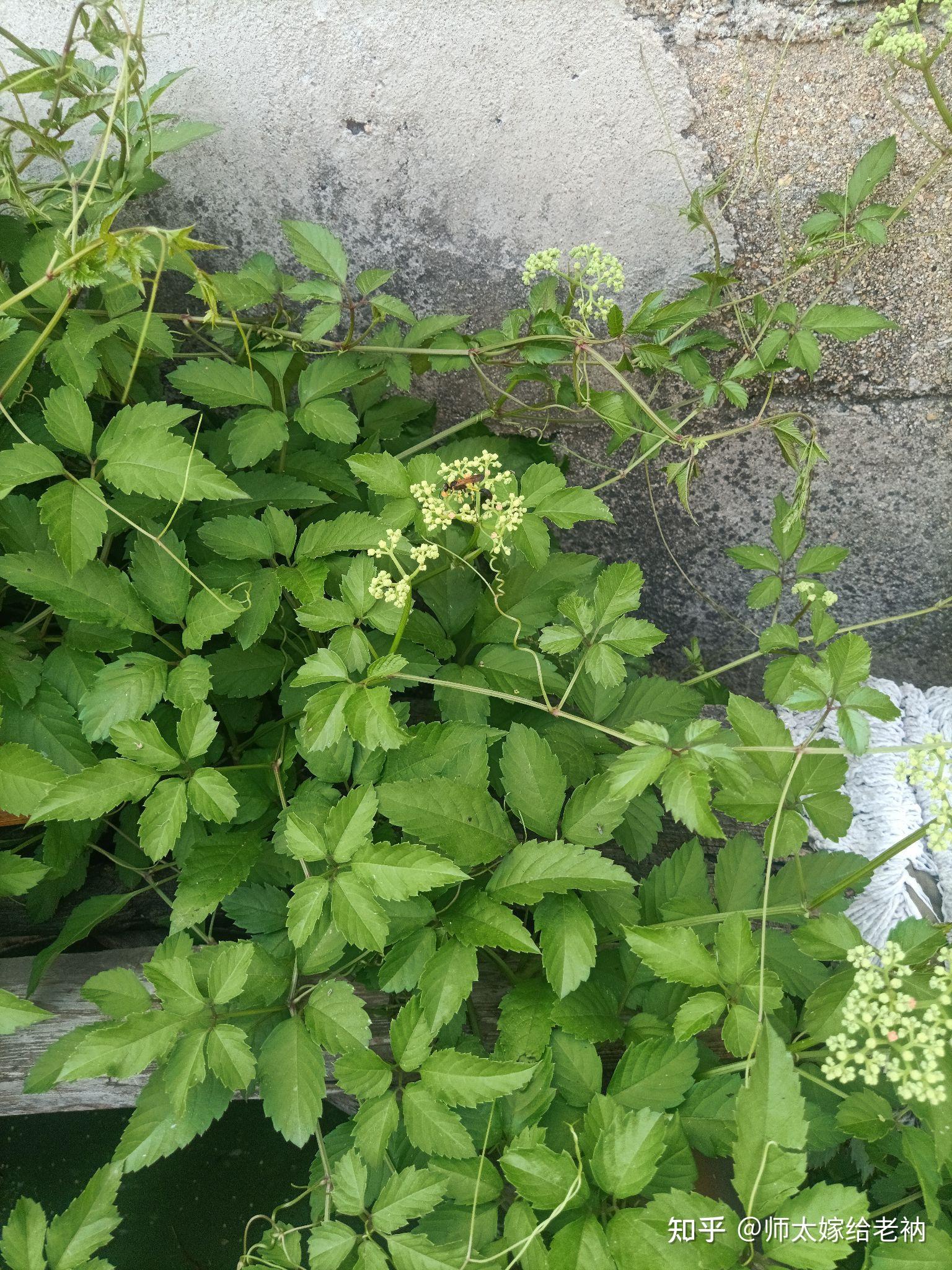 这是哪种马蜂有知道的不