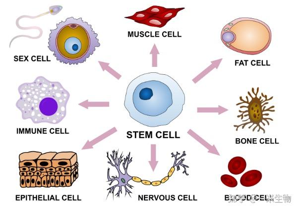 普及下干细胞知识?