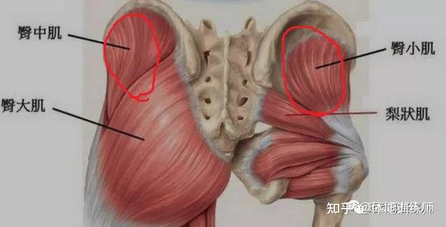 是正常的吗?怎么让臀部更好看呢? - 知乎