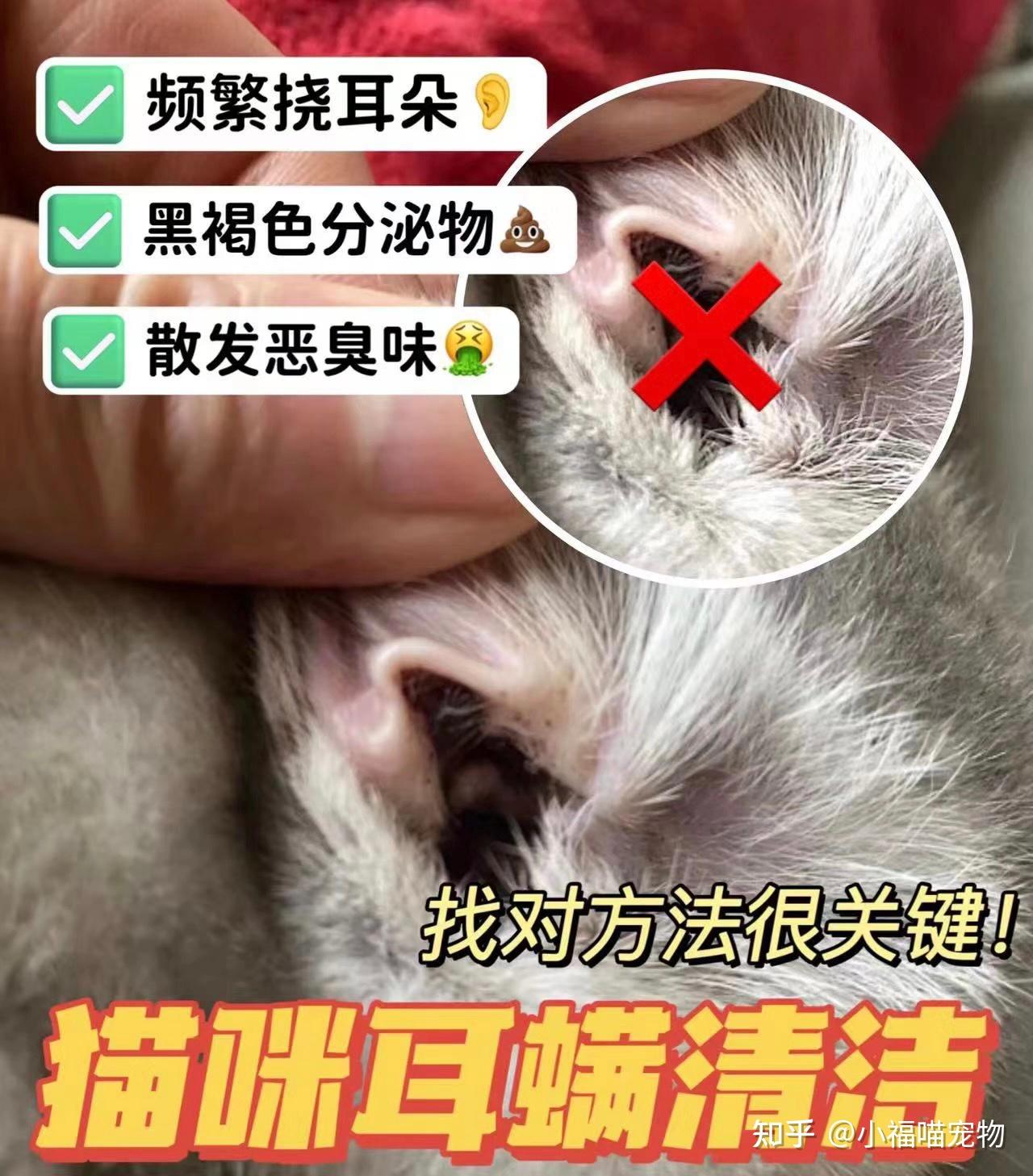 布偶猫的耳螨很多怎么清理? - 知乎