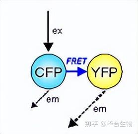 荧光共振能量转移（FRET） - 知乎