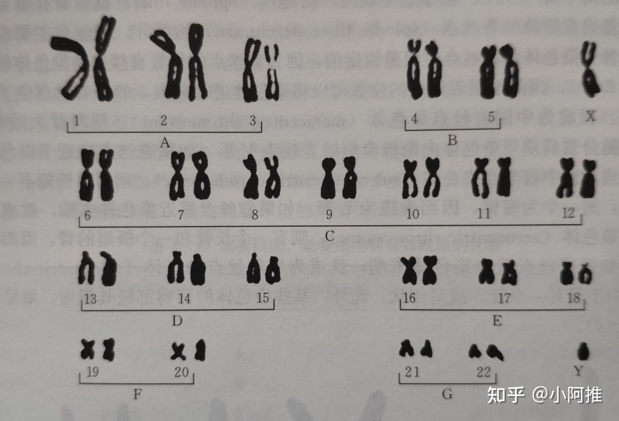 染色體染色單體染色質子染色體姐妹染色單體有什麼區別可以用圖像解釋