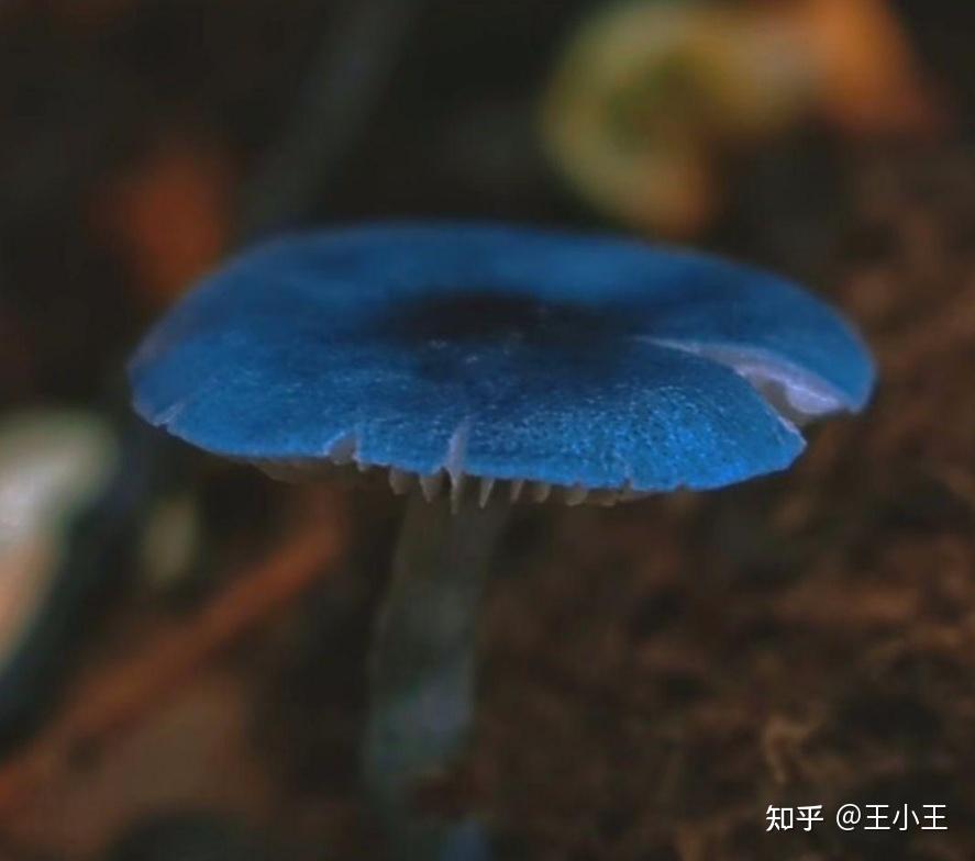 这种蓝色的蘑菇是有毒的吗?