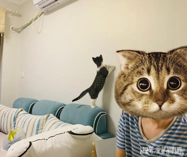 单身狗福音:养猫的一大好处,科学证明养猫的人更容易找到对象 - 知乎