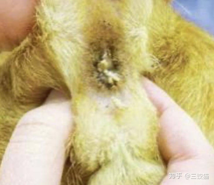 如何清理猫的肛门腺? - 知乎
