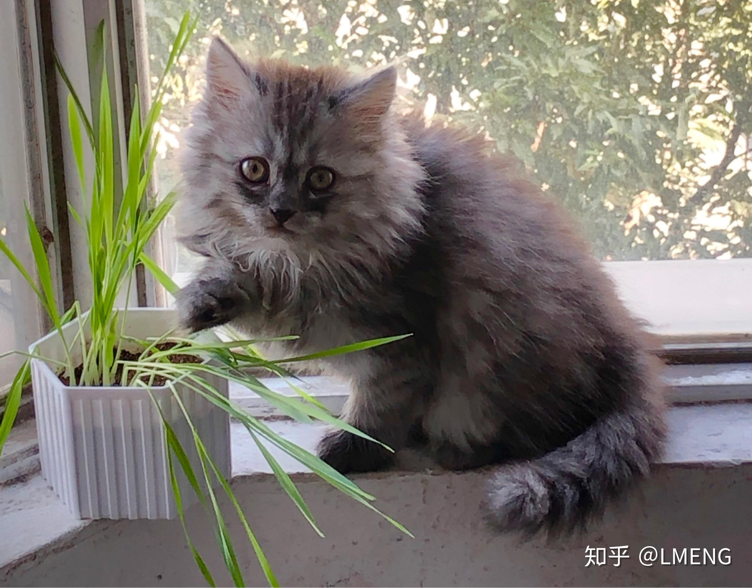 写回答 登录/注册 宠物饲养 猫 宠物社区 英国短毛猫 宠物 英短和土猫