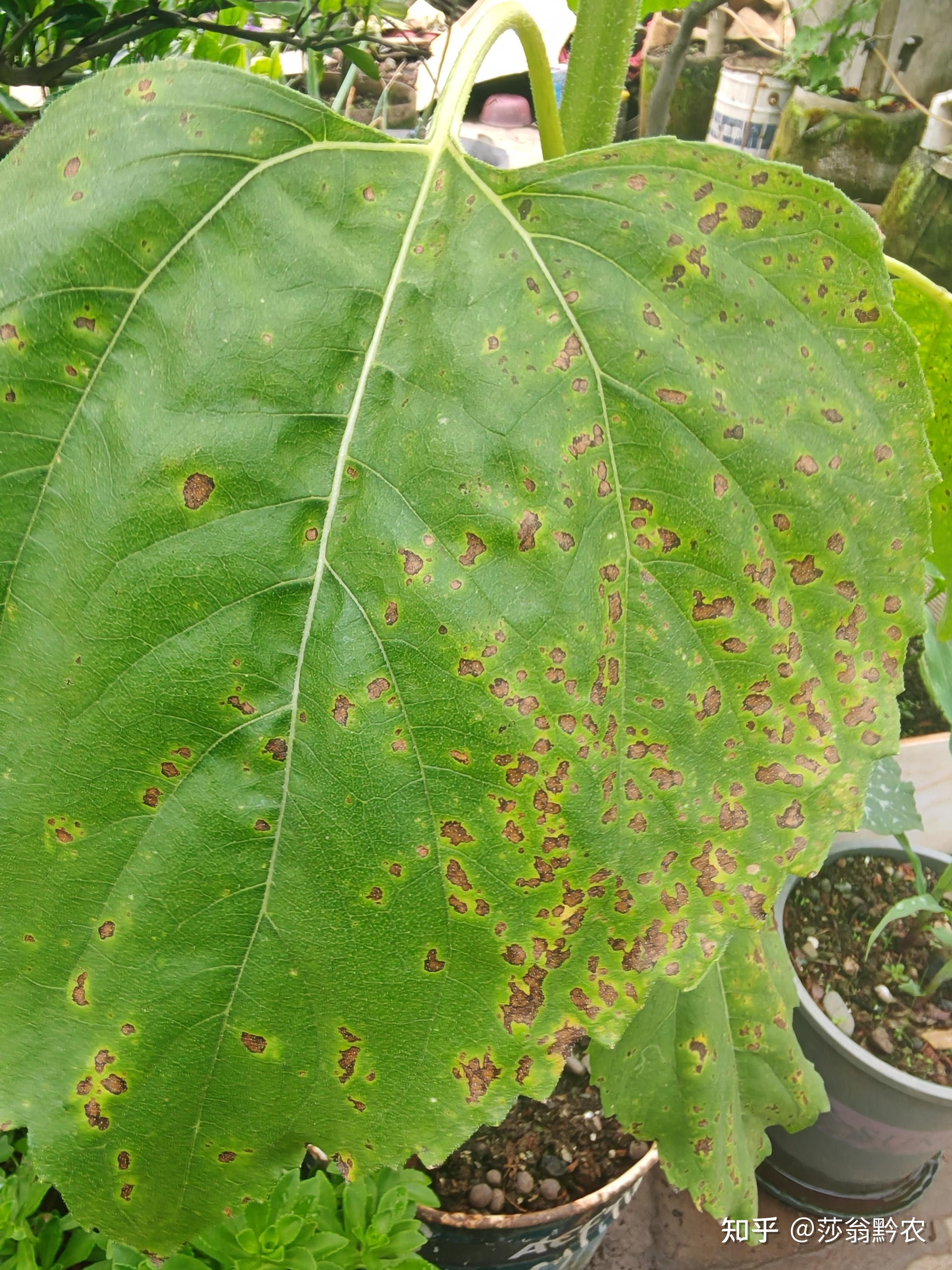 向日葵黄斑病,如何防治?