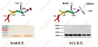 WB（Western Blot）详细实验步骤 - 知乎