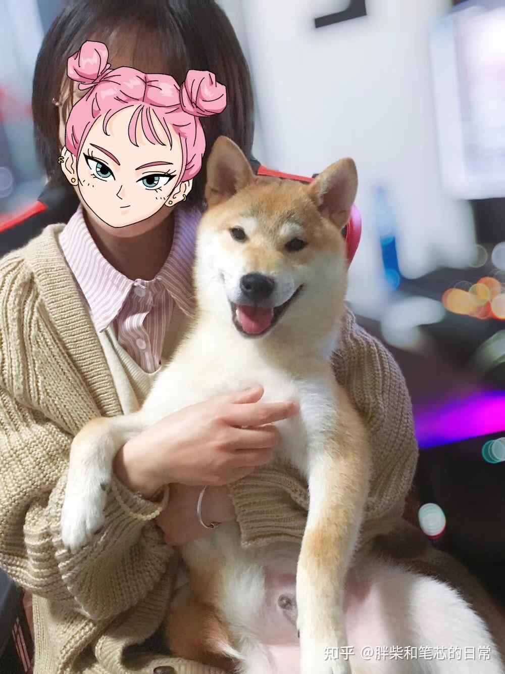 请问我们家这只柴犬品相如何长大后会是圆脸还是狐狸脸啊