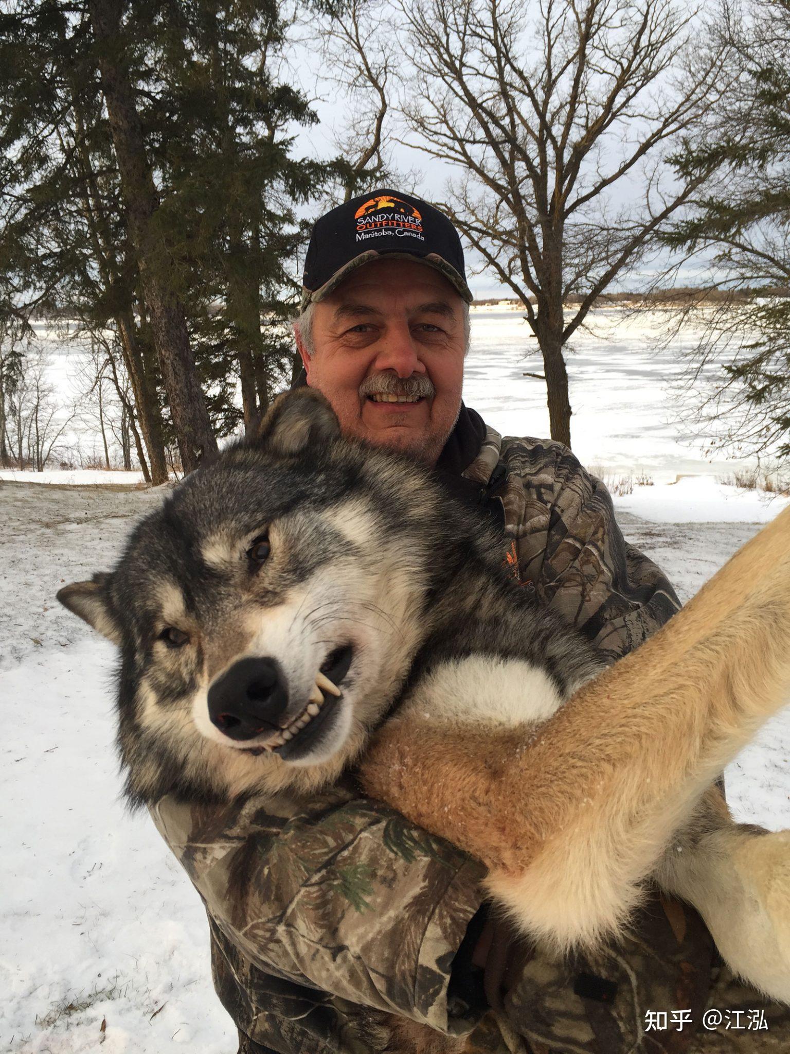 体型最大的狼是什么狼? - 知乎