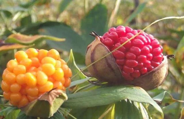 中药材重楼生根用什么肥料好?重楼根茎块膨大素有哪些?重楼地下茎块膨大用“根小子” - 知乎