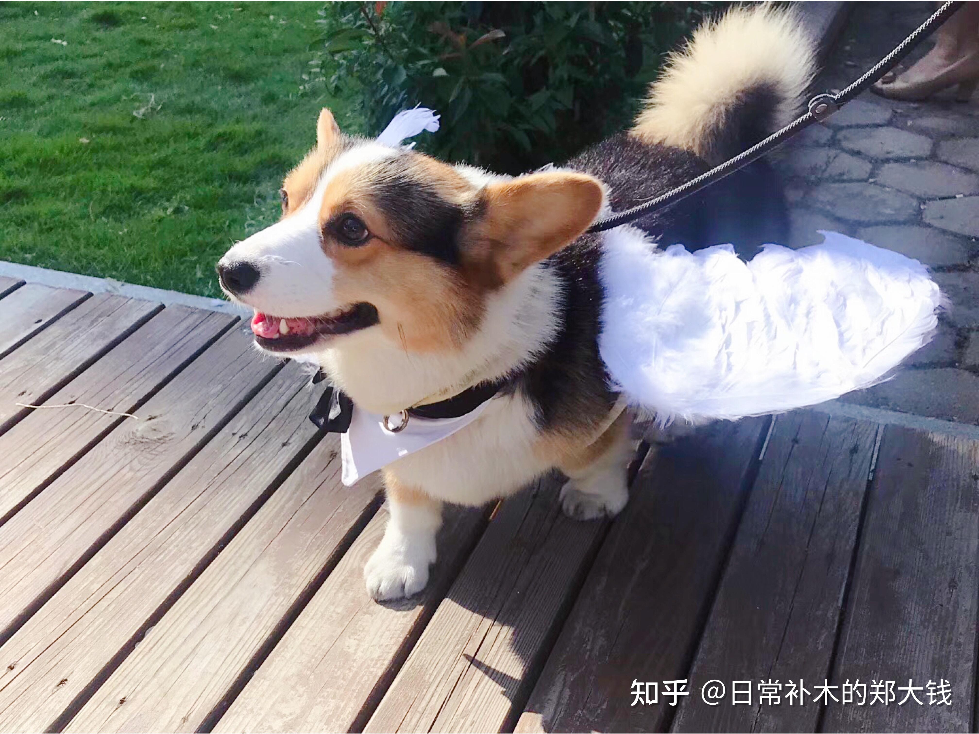 柯基不断尾会怎么样