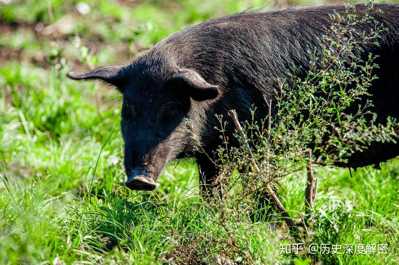 台湾 発 猪頭皮 我家是〓人院 台湾人不是被〓大的！？ 【公式通販】