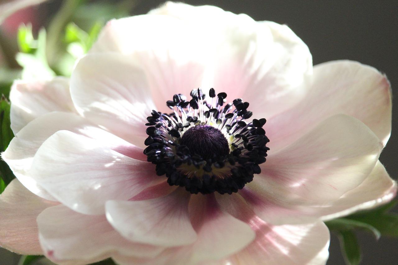 花卉租摆如何考核