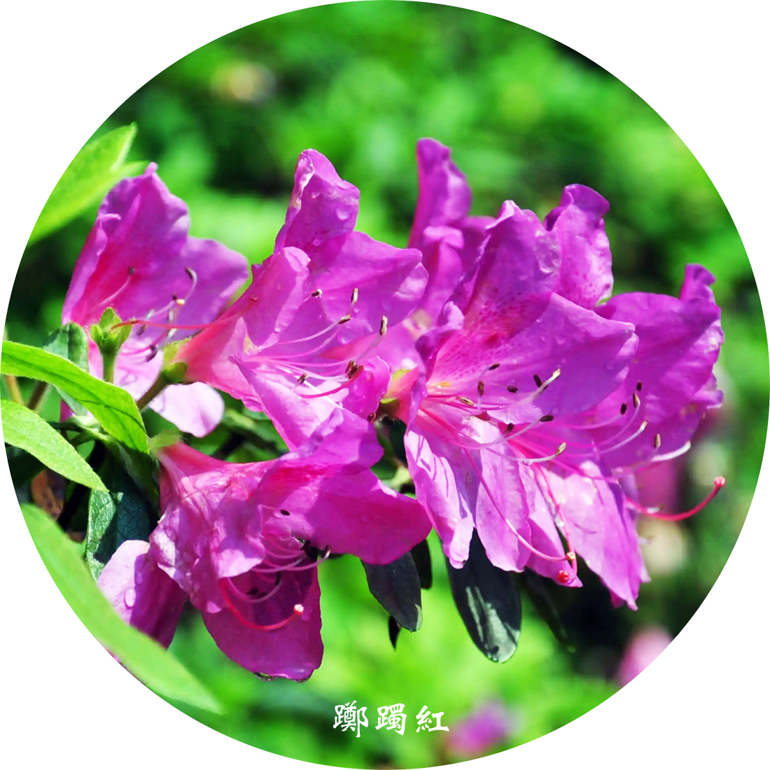 中国传统色彩 踯躅红 知乎