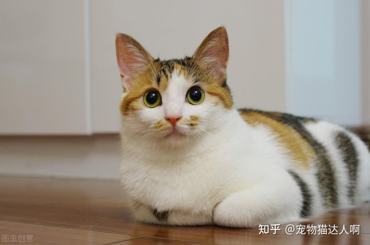 三花猫:为什么不养我? - 知乎