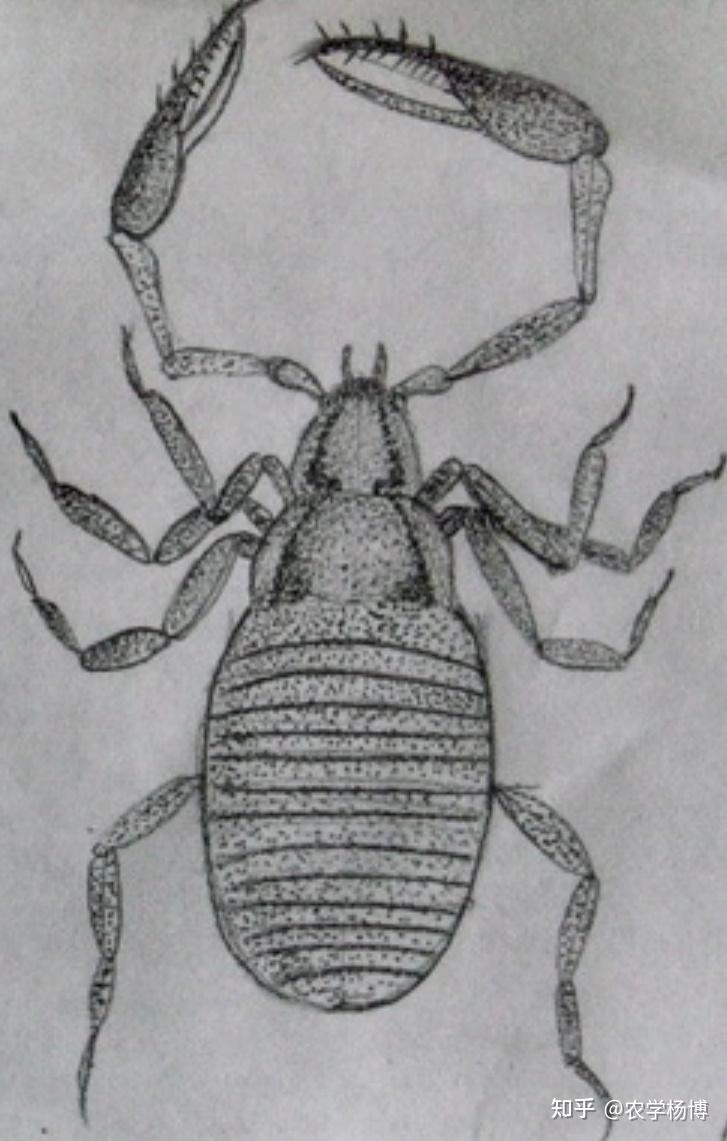 这是什么虫子,还有钳子,身子大概芝麻大,趴在蒜瓣儿里?