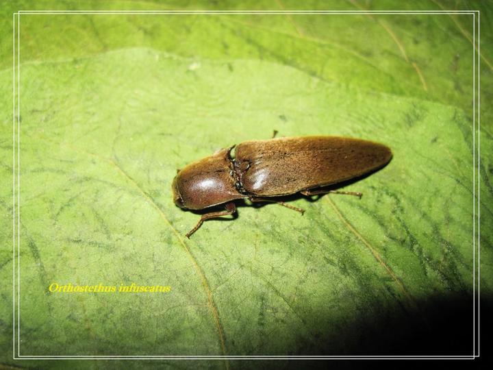 【动物界全系列】叩头虫下目—叩头虫总科〈叩甲总科〉 - 知乎