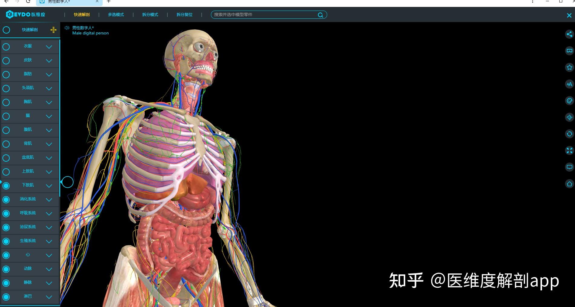 人体解剖学图谱有没有电脑版软件？ - 知乎