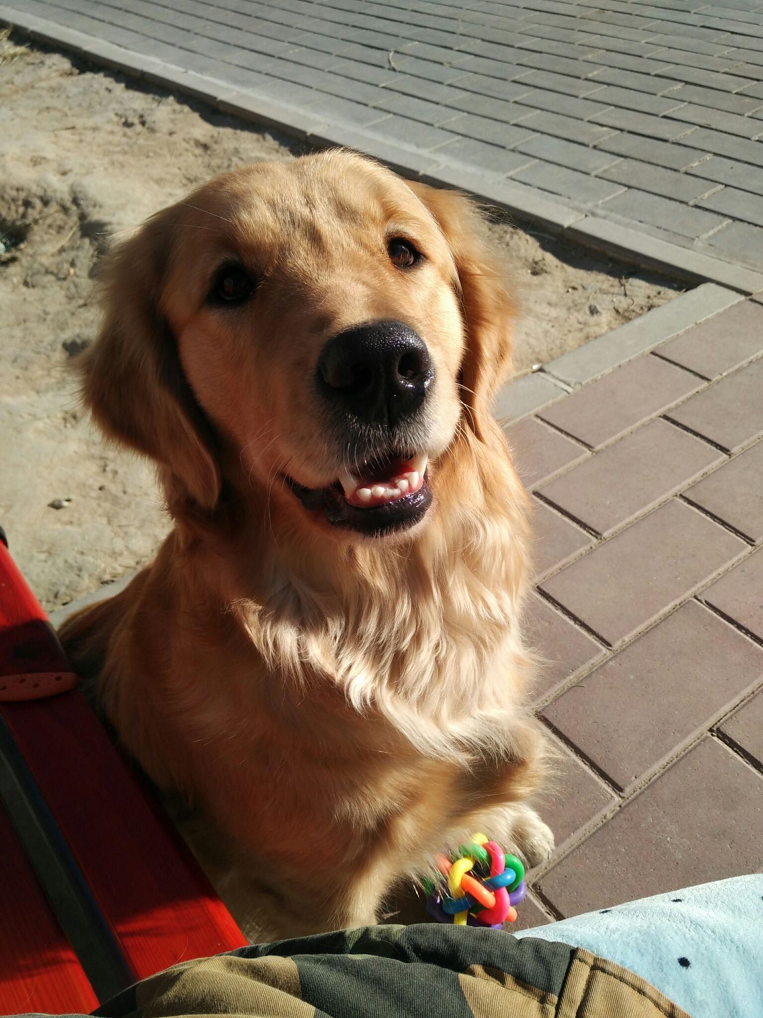 金毛一岁母狗,吃什么才能毛色好一点?