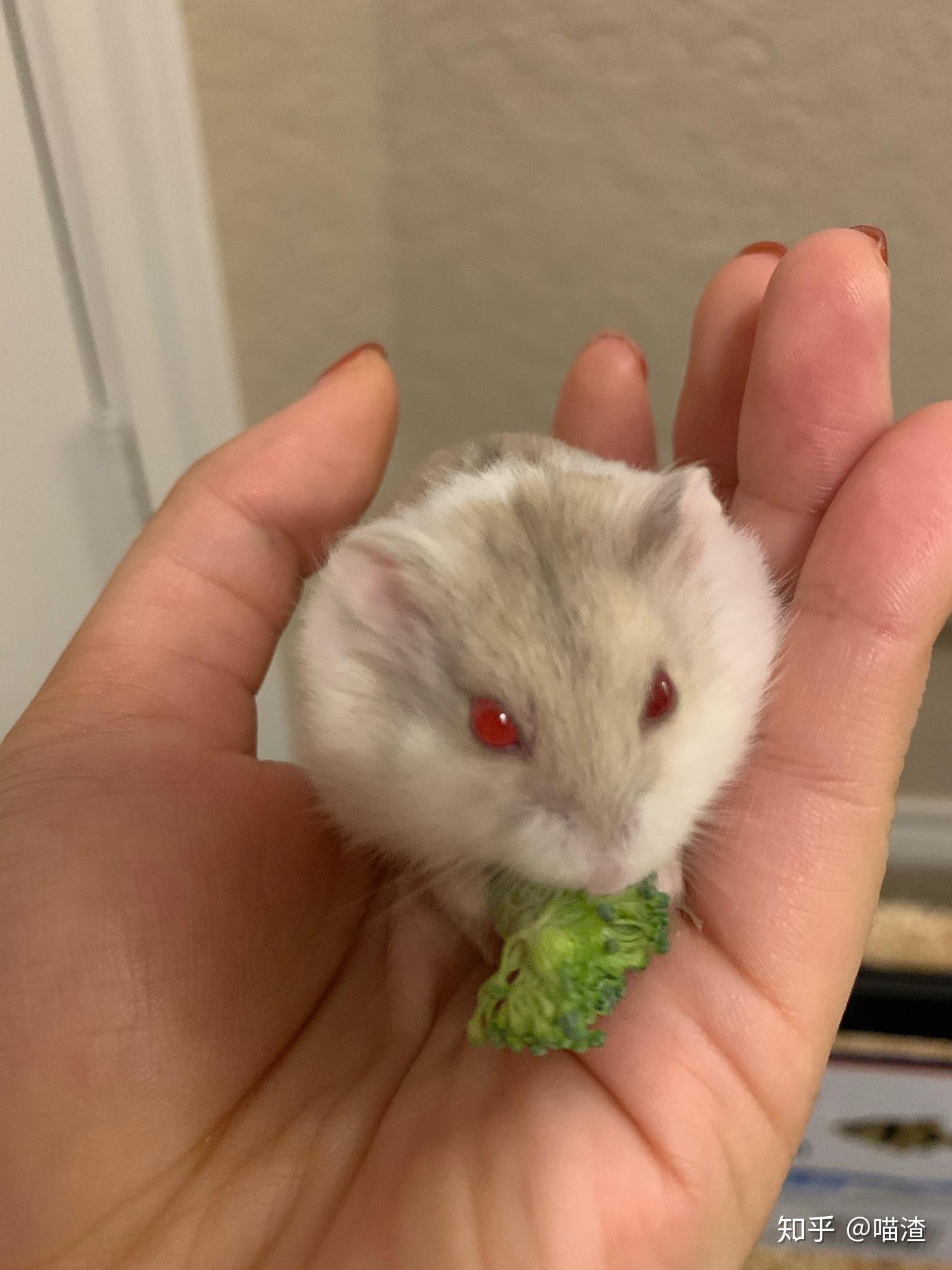 仓鼠的眼睛好像有一点凸怎么办呀