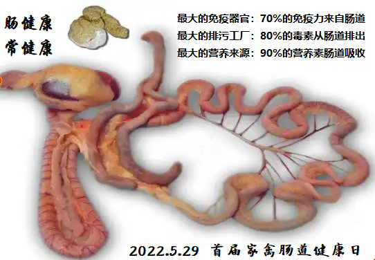 动物的肠子图片