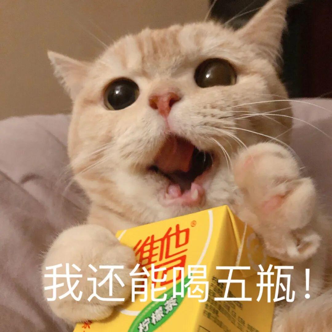 有没有猫抱着饮料的头像?