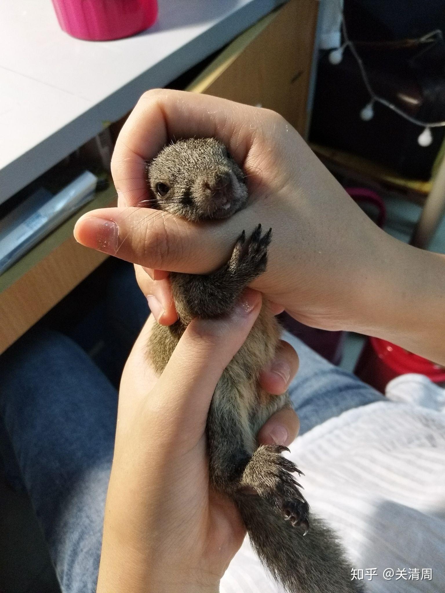 金丝熊 花枝鼠 仓鼠 金花松鼠 哪一个养起来比较亲人 温顺 味道不大