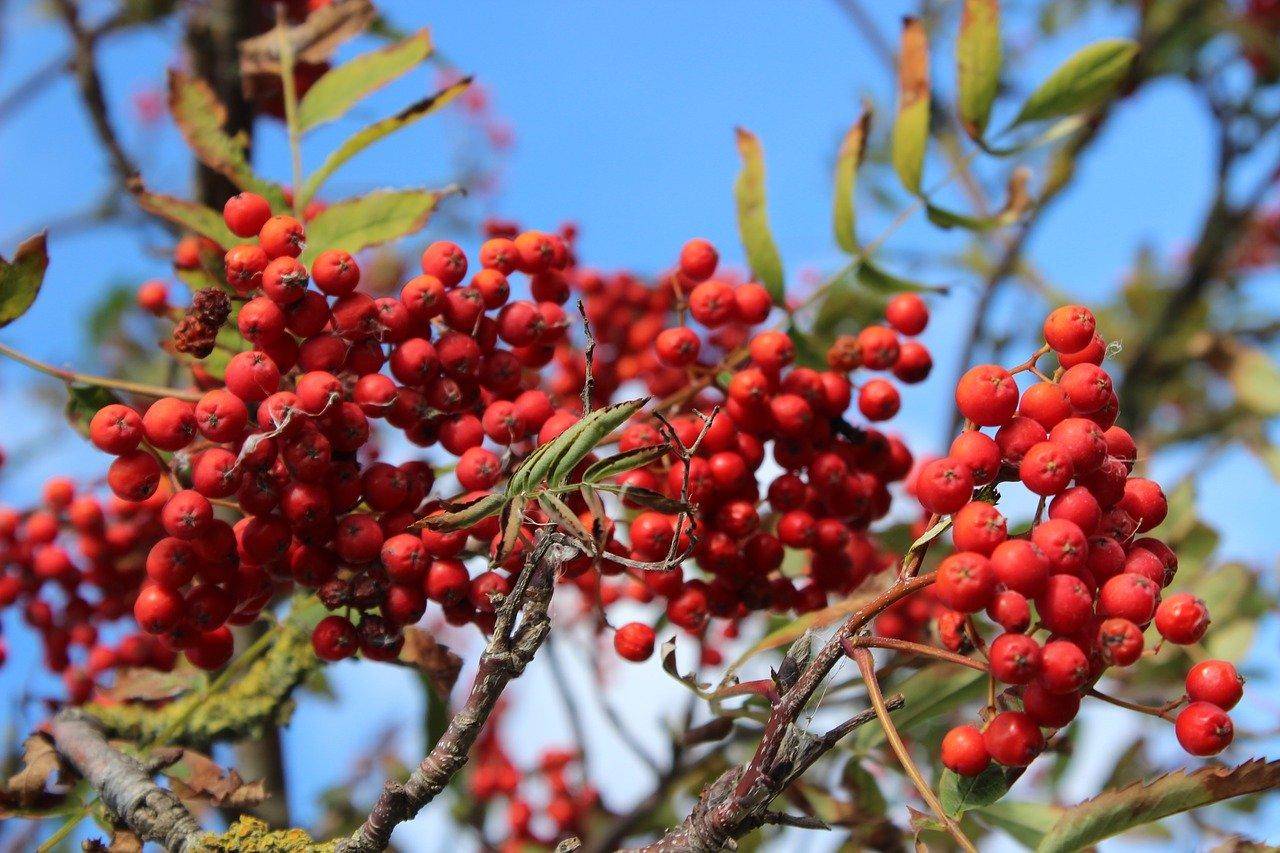 什么品种的火棘最好