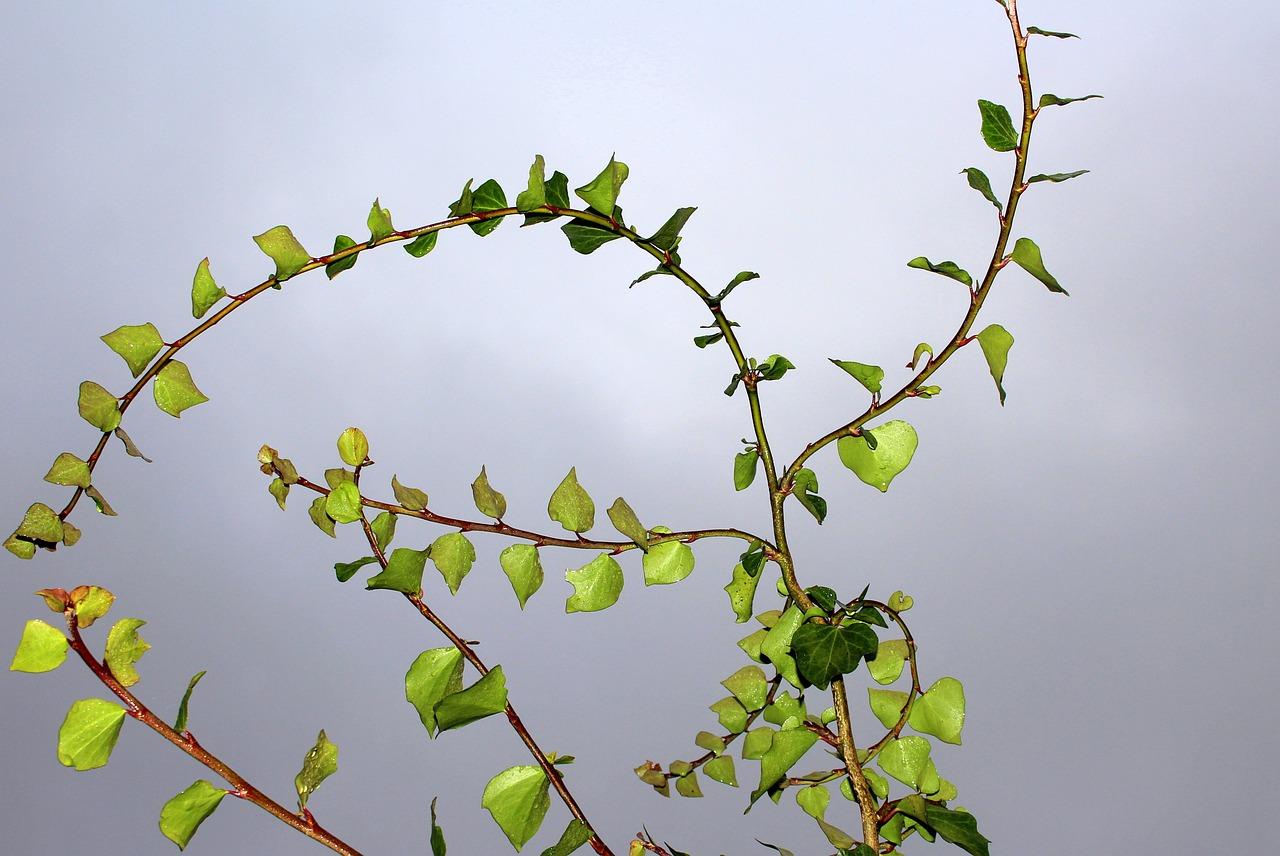 2. 球松养护要点