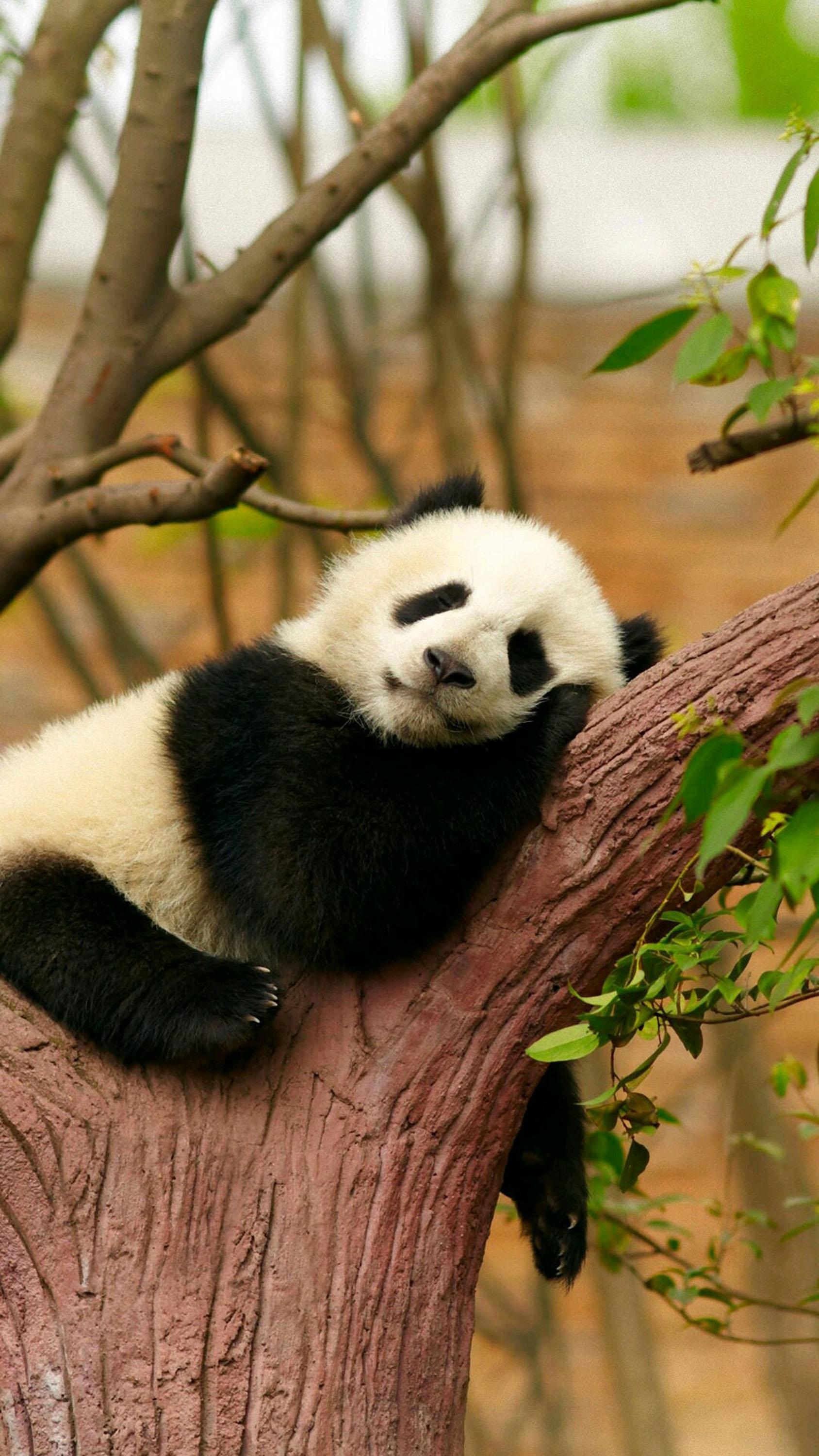 有没有很喜欢的熊猫图片壁纸?