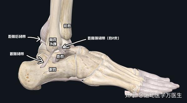 脚踝部位韧带图片