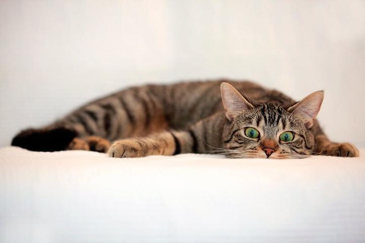 中华田园猫丨狸花猫- 知乎