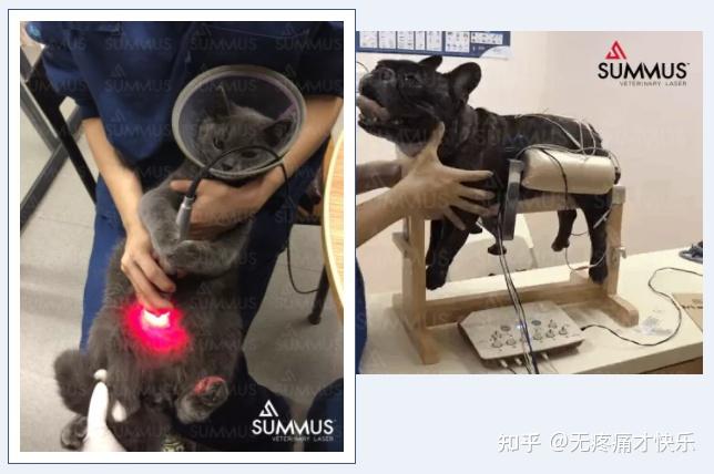 当激光遇上针灸，为动物医学提供新的治疗方式 - 知乎
