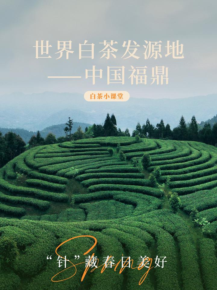 【品香记】之世界白茶发源地——中国福鼎 - 知乎
