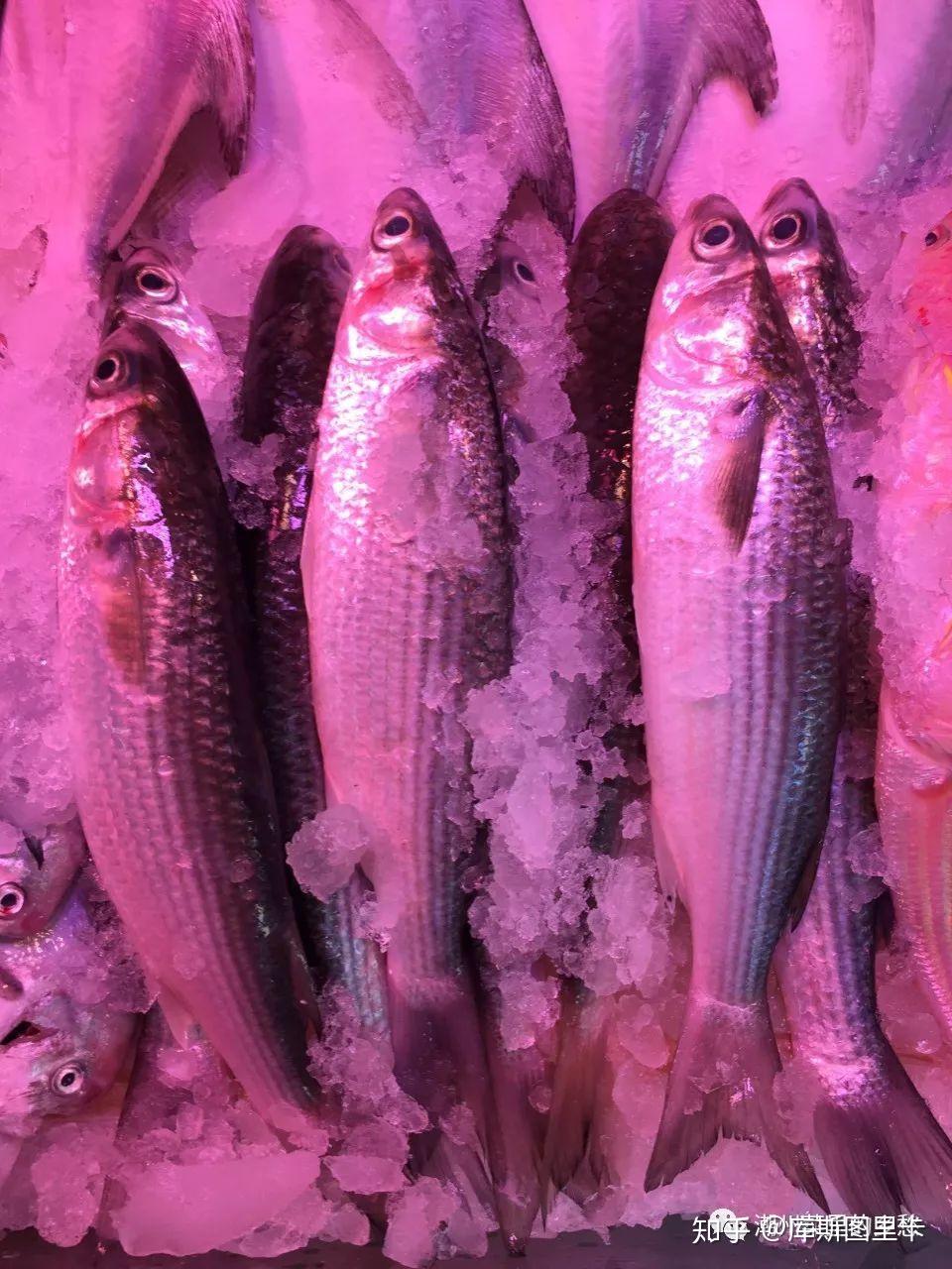 年夜尖头冬节乌- 知乎