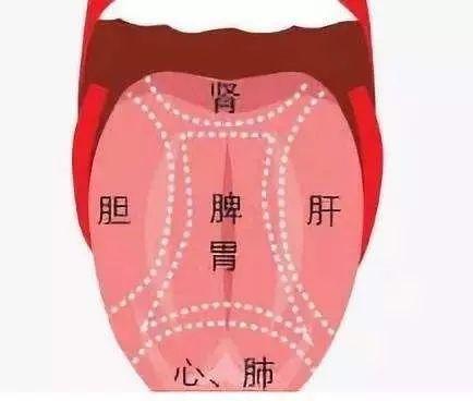 怎么知道身体出现问题了?看一看舌头 - 知乎