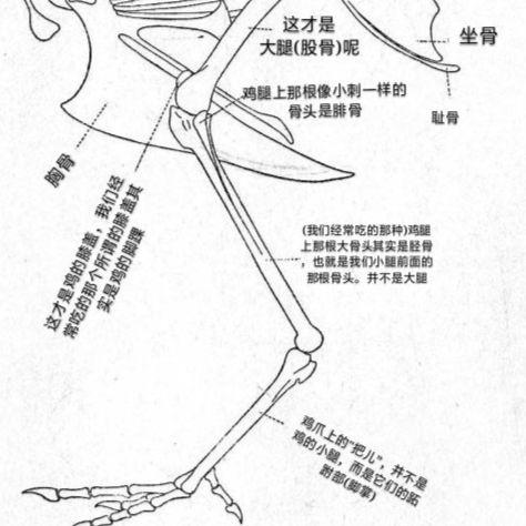 鸡脆骨部位示意图图片