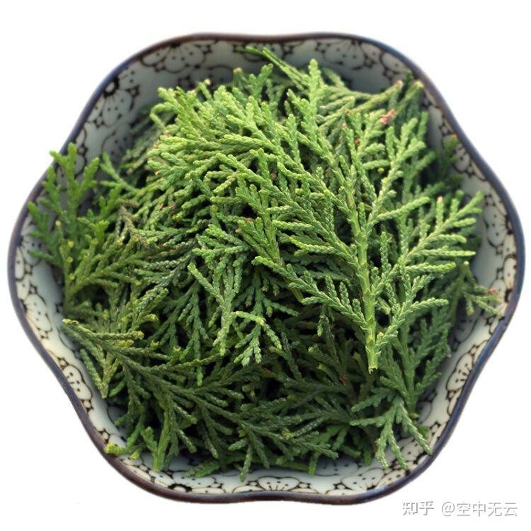 侧柏叶的功效与作用有哪些? - 知乎