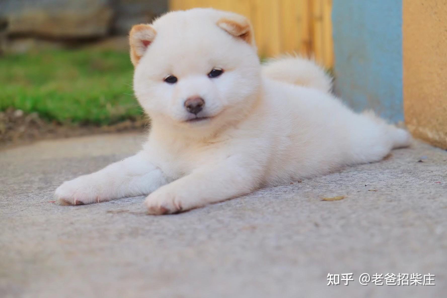 白柴是柴犬吗?为什么这么便宜? - 知乎