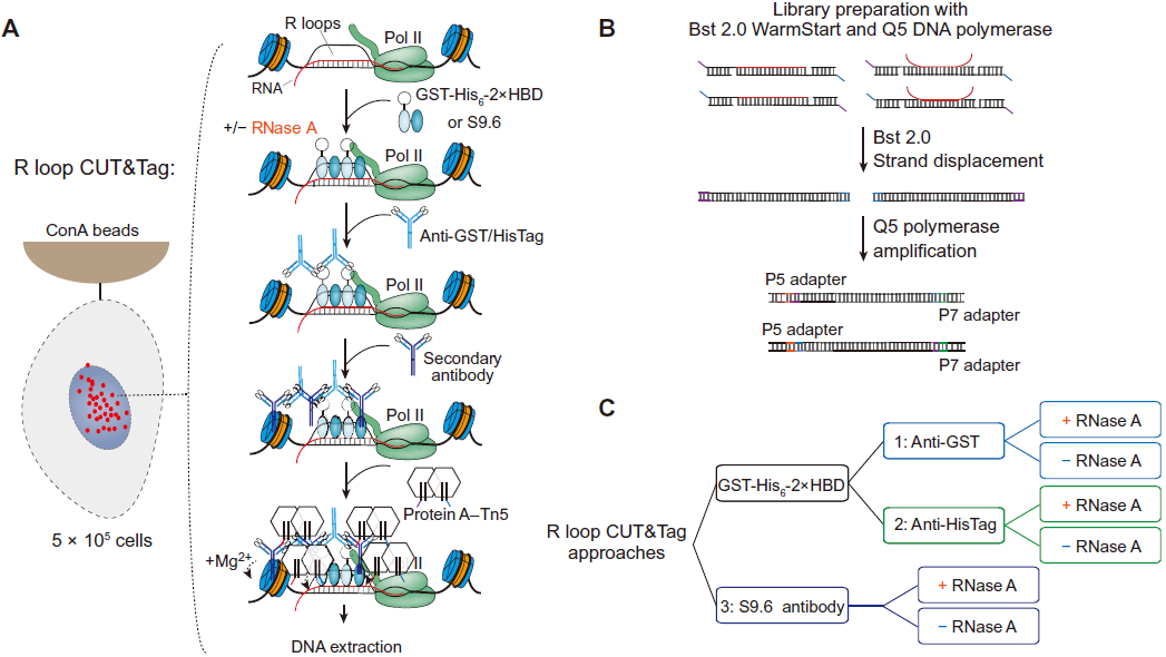 特殊DNA-RNA互作R-loop丰富基因转录的表观调控机制 - 知乎