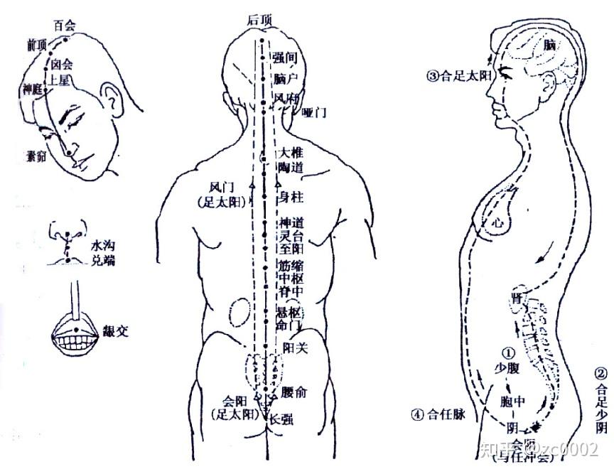 膀胱经和督脉有啥区别