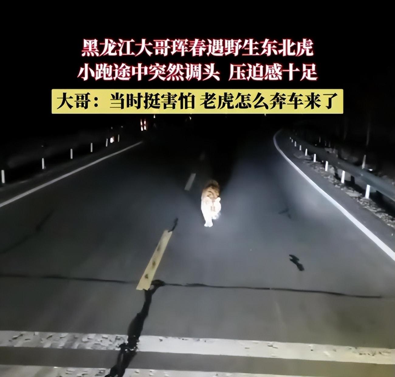 黑龙江一男子夜间偶遇东北虎，现场压迫感十足，男子吓出一身冷汗