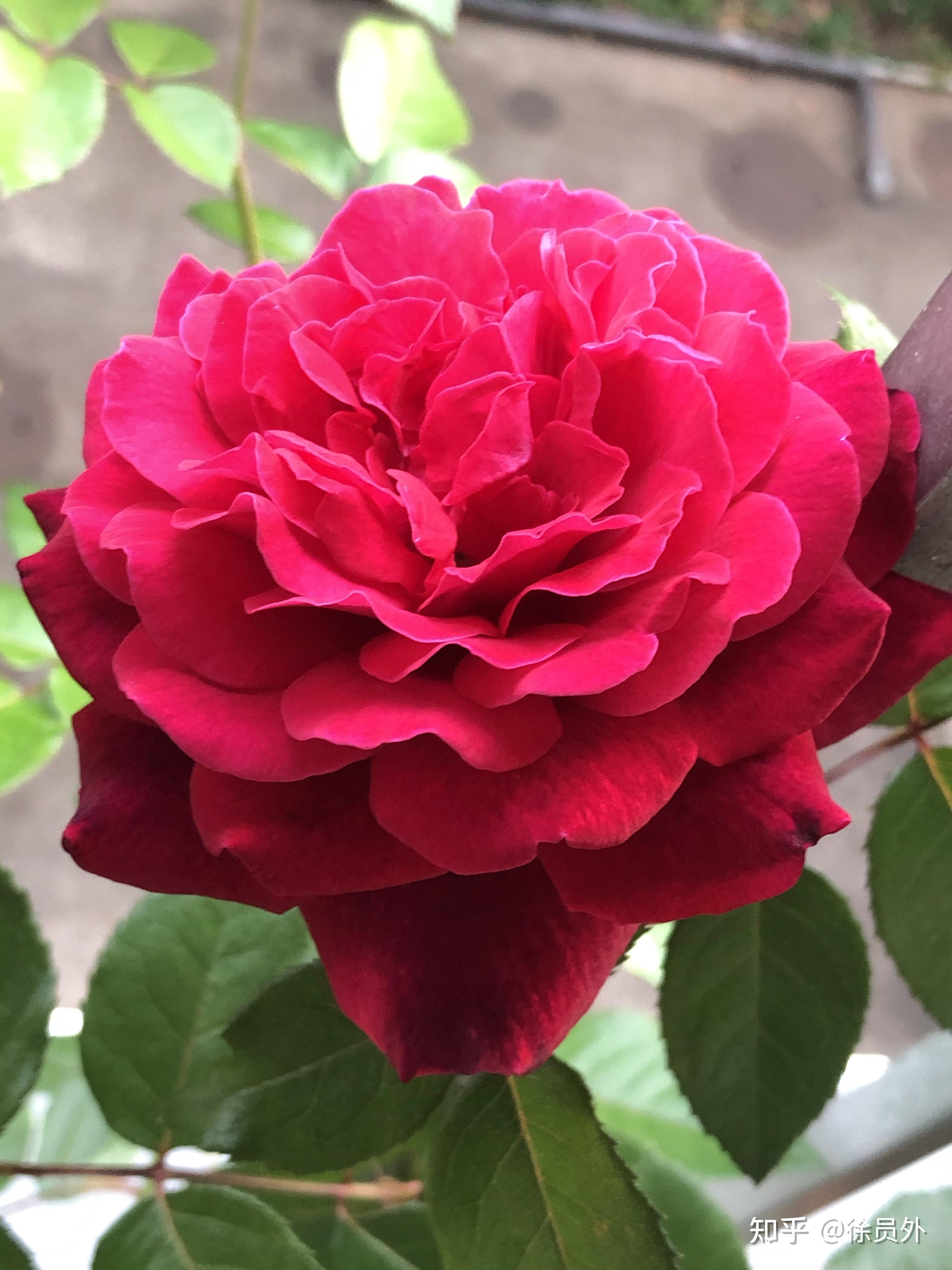 请问小姐妹们有没有谁养过玫瑰花的白玫瑰花真的会变成粉红色吗商家是