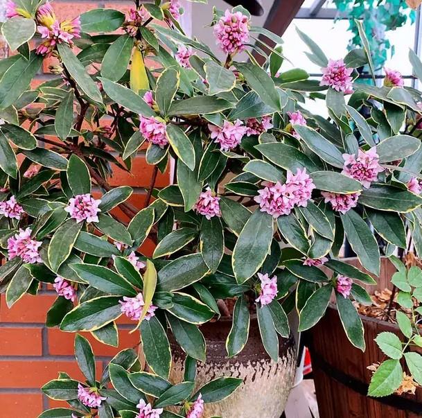 蓝妖:秋冬花卉植物有哪些?这15种花,不仅开花多而且花期也长